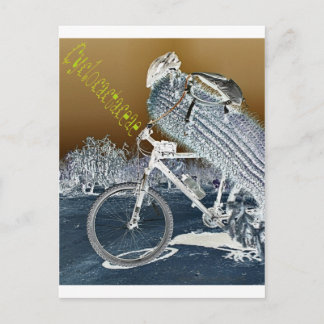 Carte Postale Cyclocactacées