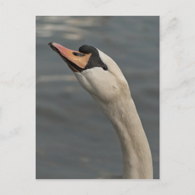 Carte Postale Cygne (Devant)