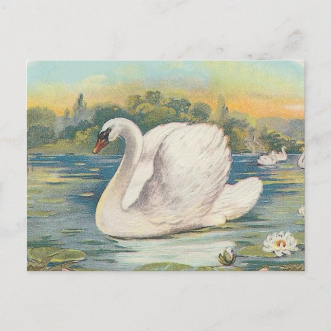 Carte Postale Cygne (Devant)