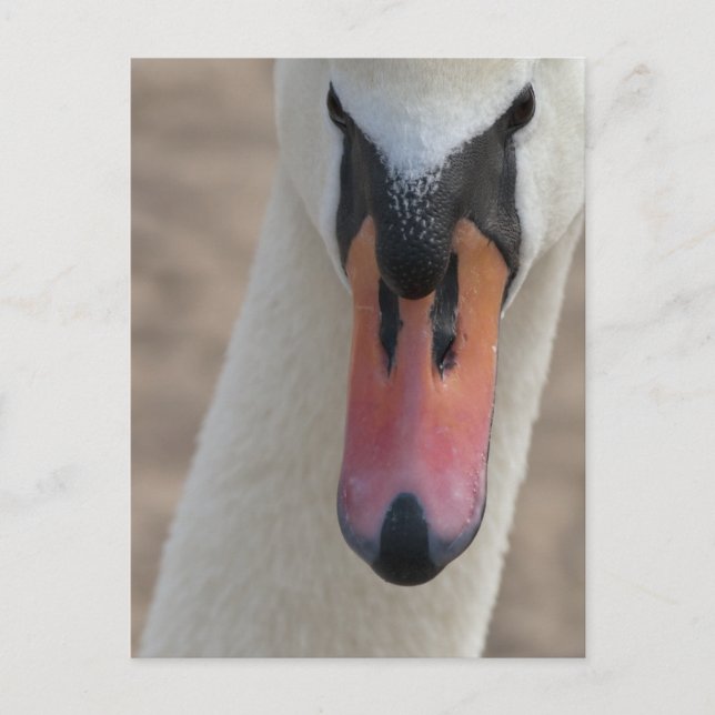 Carte Postale Cygne (Devant)