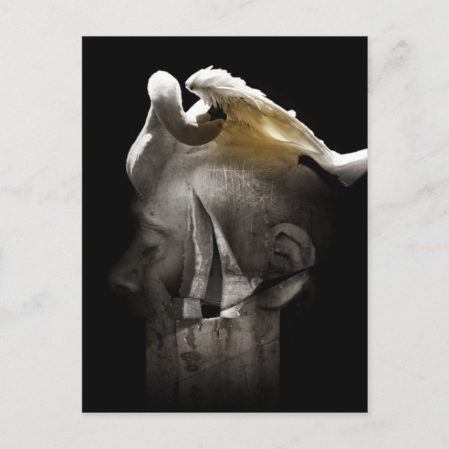 Carte Postale Cygne 2013 (Devant)