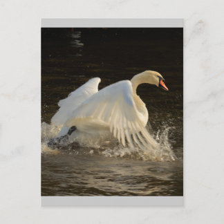 Carte Postale Cygne à éclaboussures