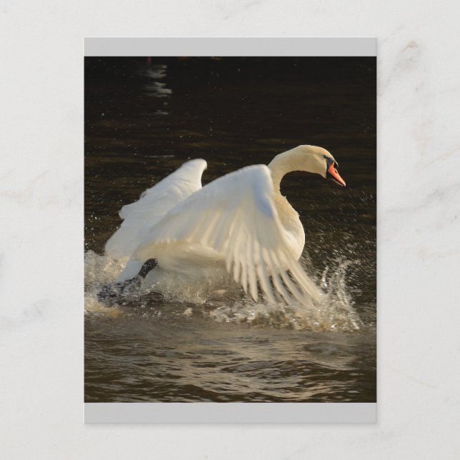 Carte Postale Cygne à éclaboussures (Devant)