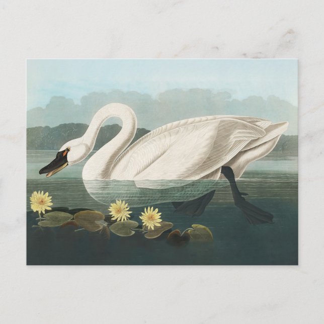 Carte Postale cygne audubon cygnes d'eau blanche (Devant)