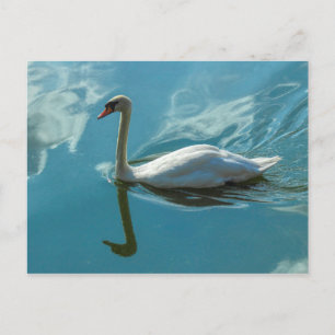 Carte Postale Cygne avec reflets nuageux