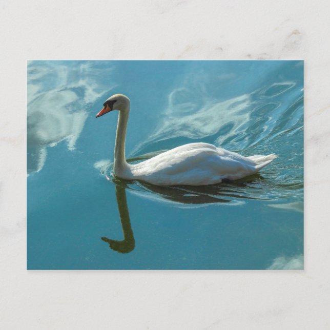 Carte Postale Cygne avec reflets nuageux (Devant)