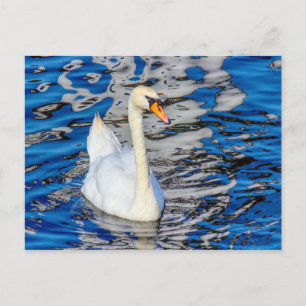 Carte Postale Cygne avec réflexions