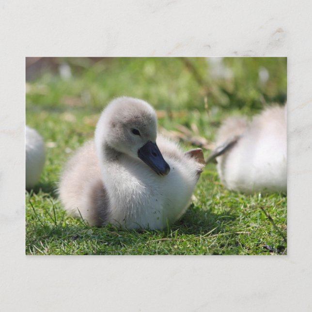 Carte Postale Cygne bébé (Devant)