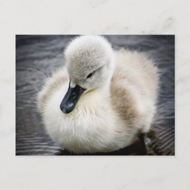 Carte Postale Cygne bébé | Cygnet (Devant)