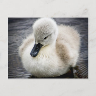 Carte Postale Cygne bébé   Cygnet