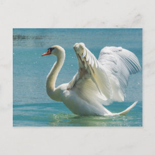 Carte Postale Cygne blanc