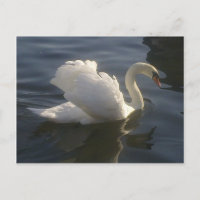 Carte postale Cygne blanc