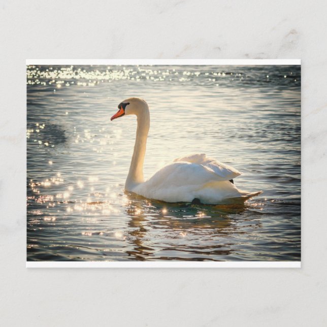 Carte Postale Cygne blanc (Devant)