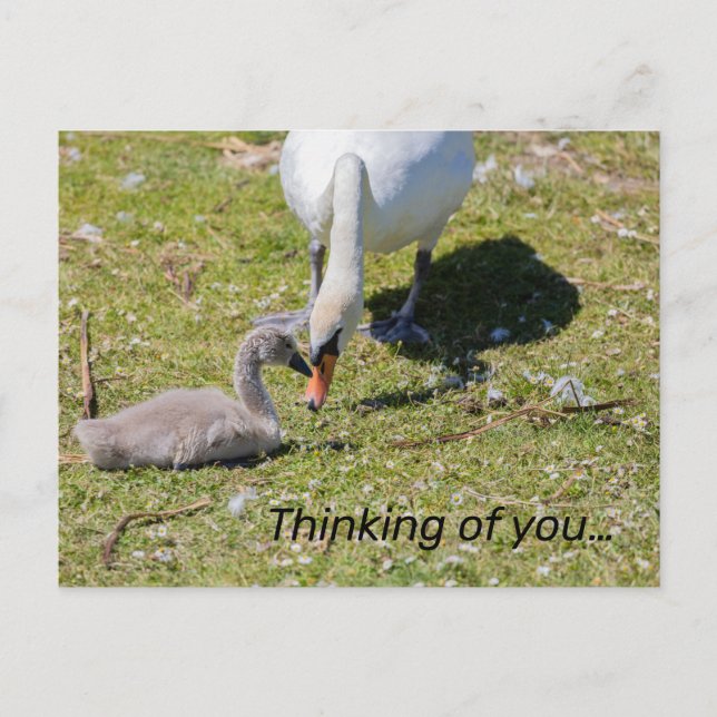Carte Postale Cygne Blanc Avec Cygnet (Devant)