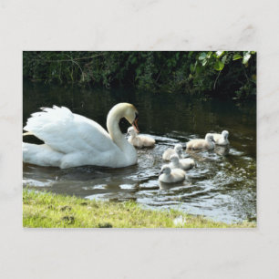 Carte Postale Cygne blanc avec poules