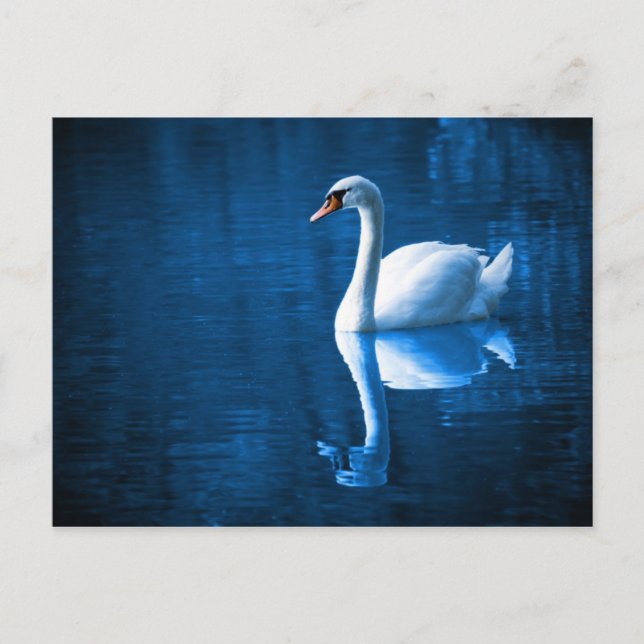 Carte postale Cygne blanc sur eaux bleues (Devant)