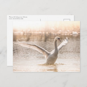 Carte Postale Cygne blanc sur le lac Nature Photo