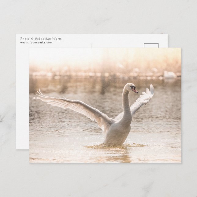 Carte Postale Cygne blanc sur le lac Nature Photo (Devant / Derrière)