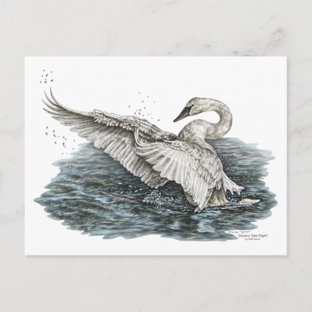 Carte Postale Cygne blanc sur l'eau (Devant)