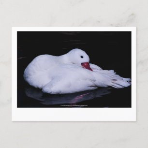 Carte Postale Cygne Coscoroba P3442