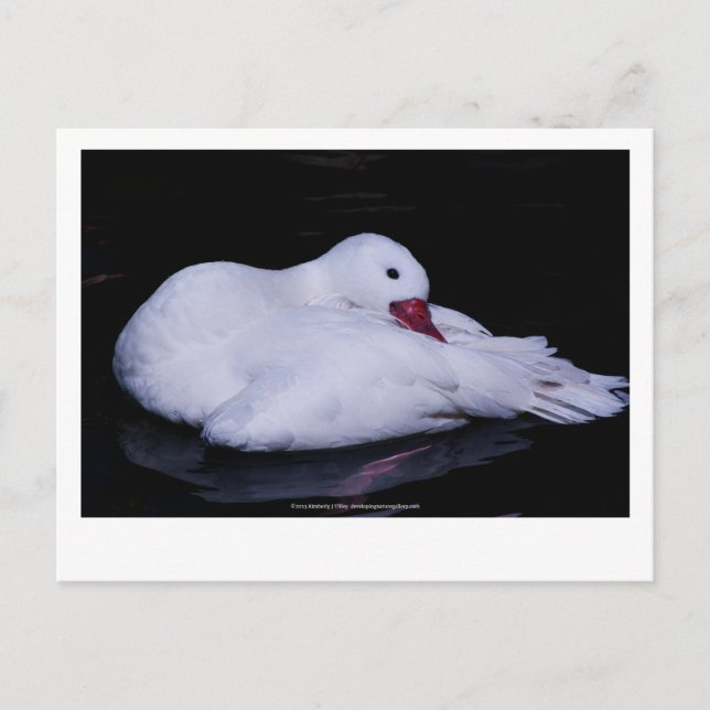 Carte Postale Cygne Coscoroba P3442 (Devant)