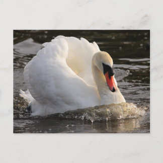 Carte Postale Cygne de brouillage