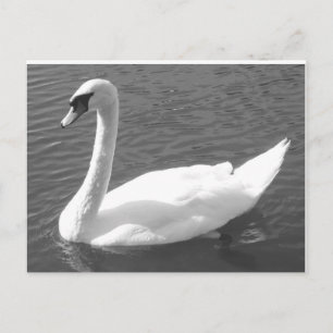 Carte postale - Cygne en noir et blanc