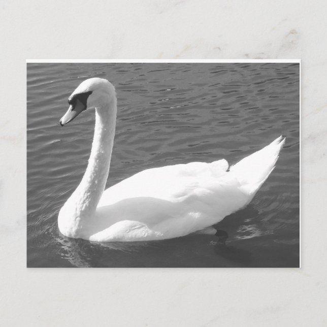 Carte postale - Cygne en noir et blanc (Devant)