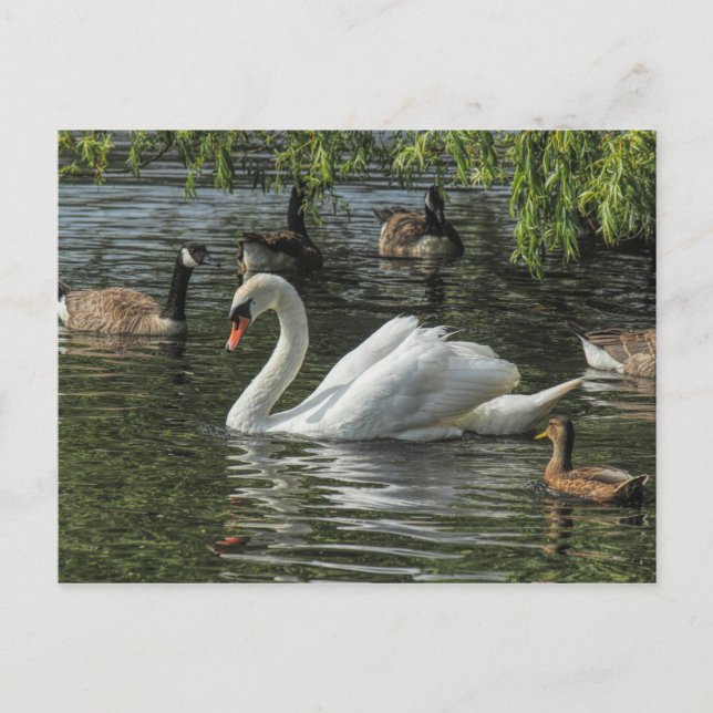 Carte Postale Cygne et autres oiseaux. Lac Roath Park, Cardiff (Devant)