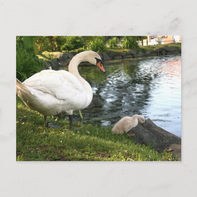 Carte Postale Cygne et jeune cygne (Devant)