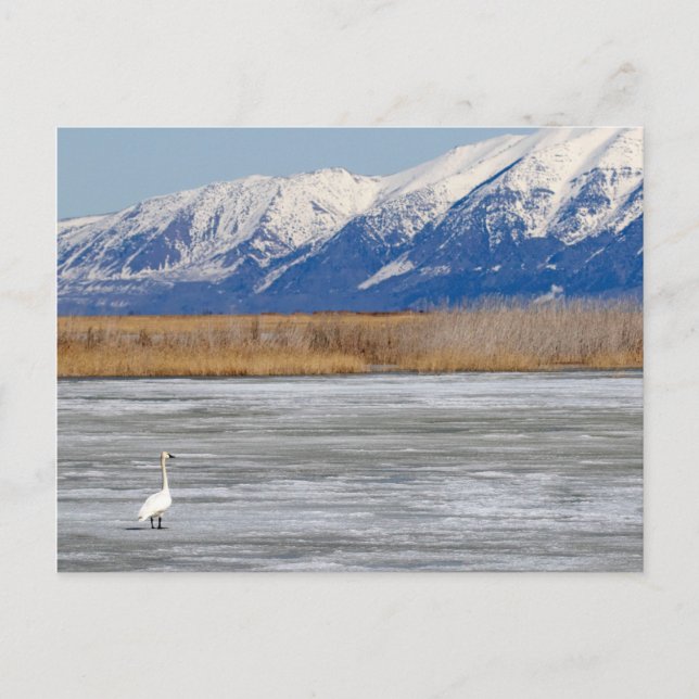 Carte Postale Cygne et Neige (Devant)