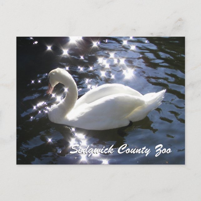 Carte postale Cygne Étincelant (Devant)