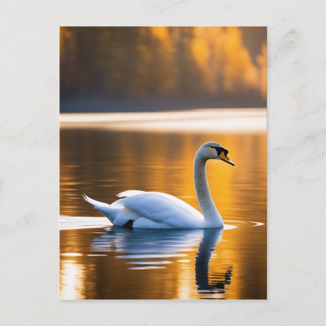 Carte Postale Cygne gracieux sur un lac (Devant)