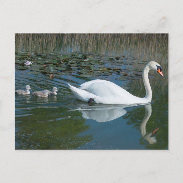 Carte Postale Cygne muet blanc avec le lac de cygnets de canard  (Devant)