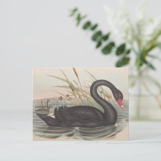Carte Postale Cygne noir