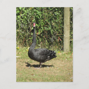 Carte Postale Cygne noir