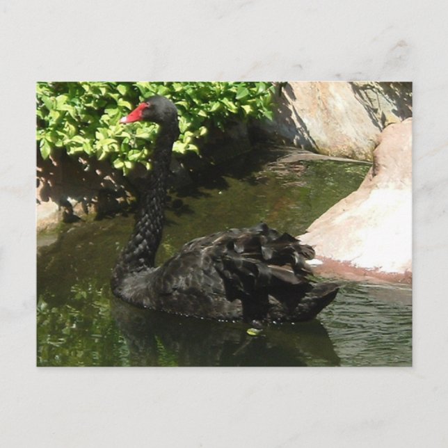 Carte Postale Cygne noir (Devant)