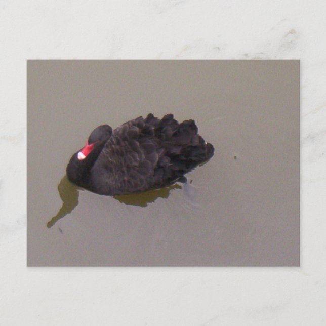 Carte Postale Cygne noir (Devant)