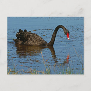 Carte Postale Cygne noir