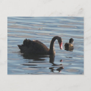 Carte Postale Cygne noir