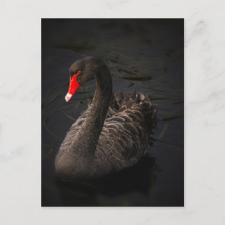Carte Postale Cygne noir-1229
