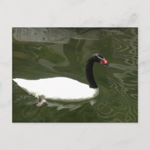 Carte Postale Cygne noir et blanc