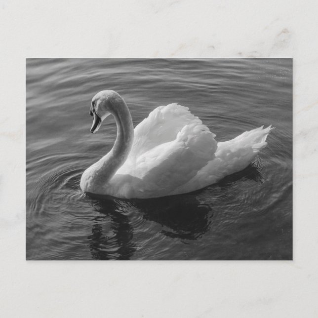Carte Postale Cygne. Roath Park Lake, Cardiff, Wales B&W (Devant)