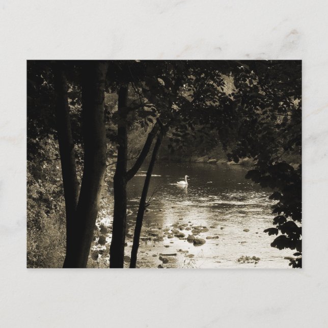 Carte Postale Cygne sur la rivière (Devant)