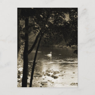 Carte Postale Cygne sur la rivière - vertical