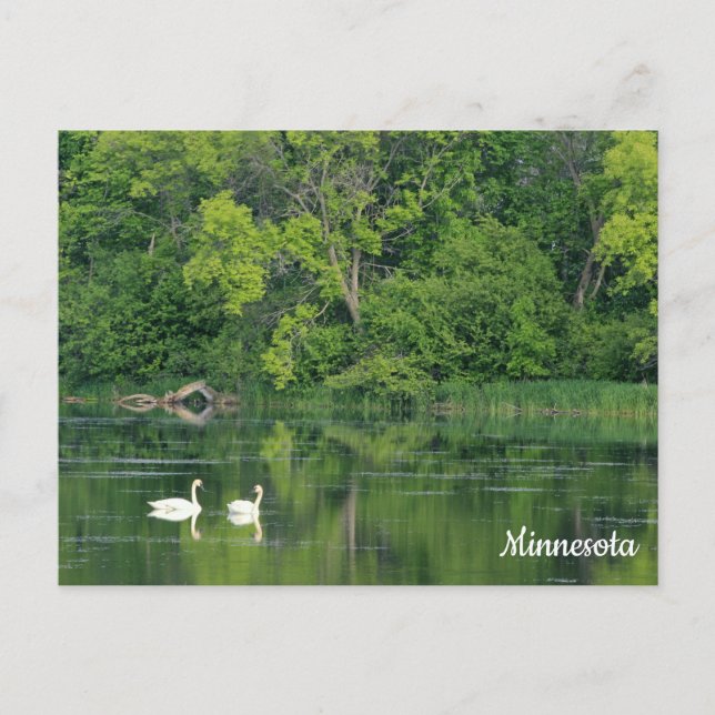 Carte postale Cygne trompette (Devant)