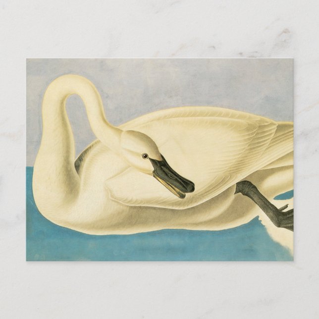 Carte Postale Cygne trompette par John James Audubon, Oiseau Vin (Devant)