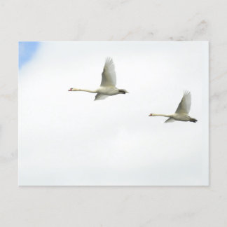 Carte Postale Cygne volant