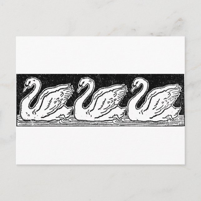 Carte Postale Cygnes (Devant)