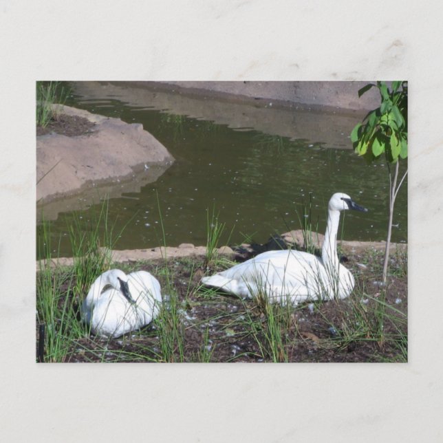 Carte Postale Cygnes (Devant)